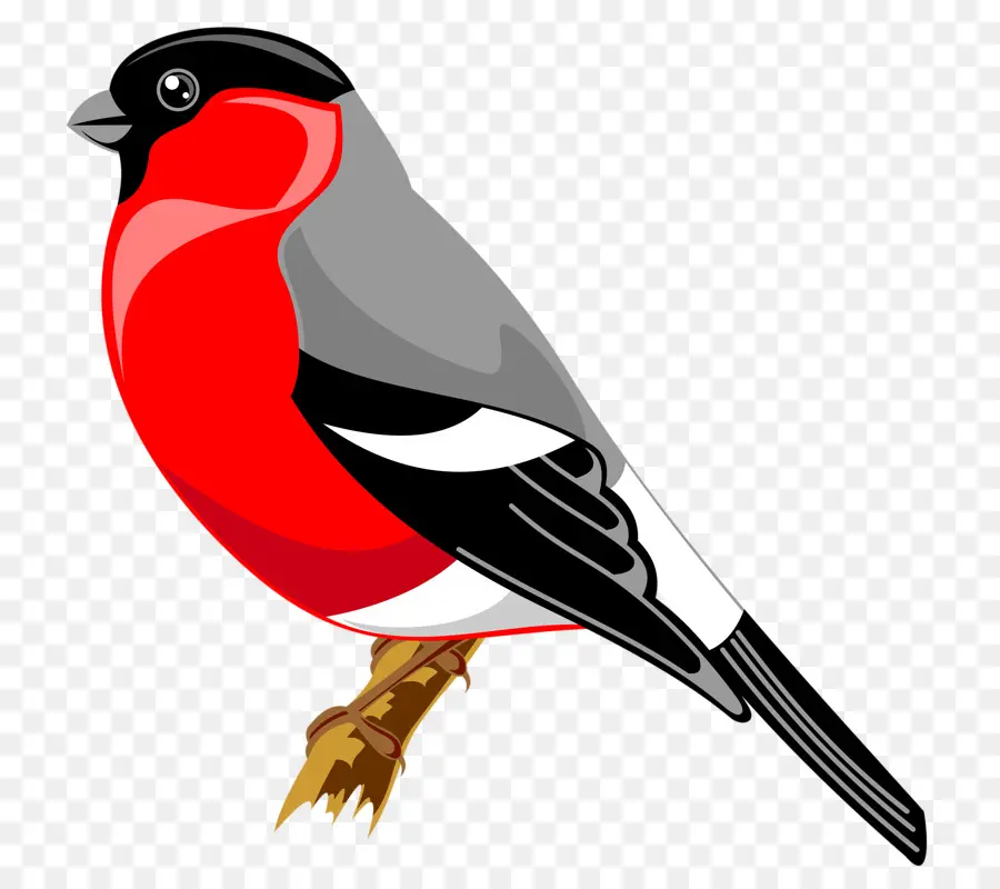 Pájaro，Dibujo PNG