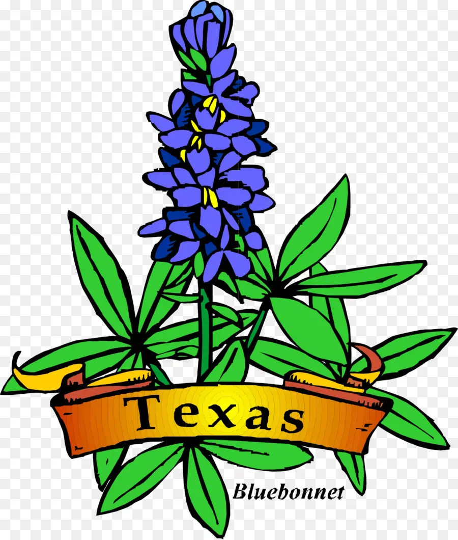 Capuchón Azul，Texas PNG