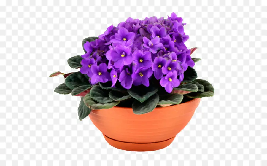 Las Violetas Africanas，Violeta PNG