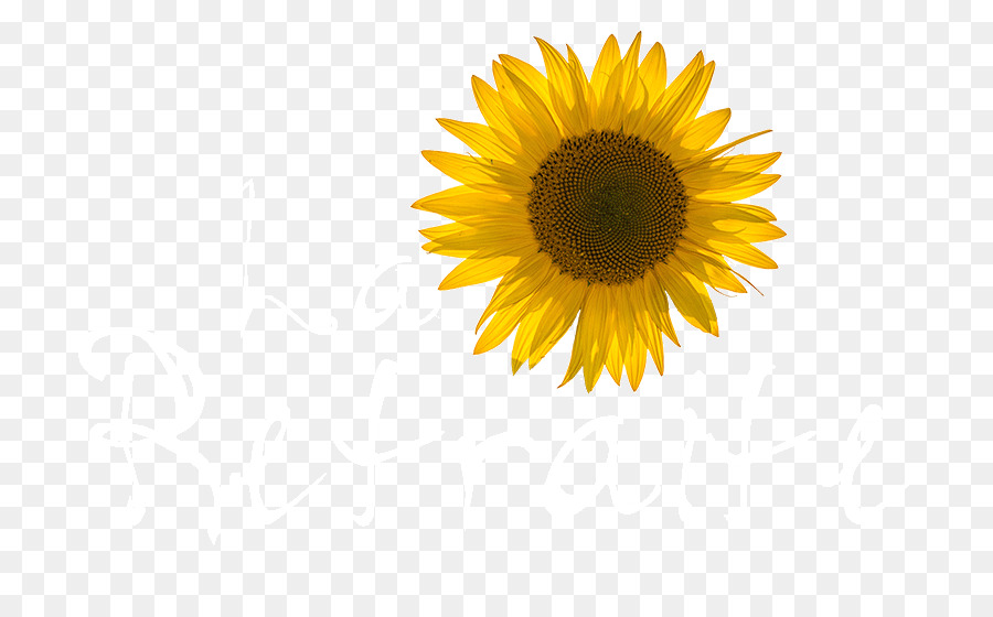 Girasol，Amarillo PNG