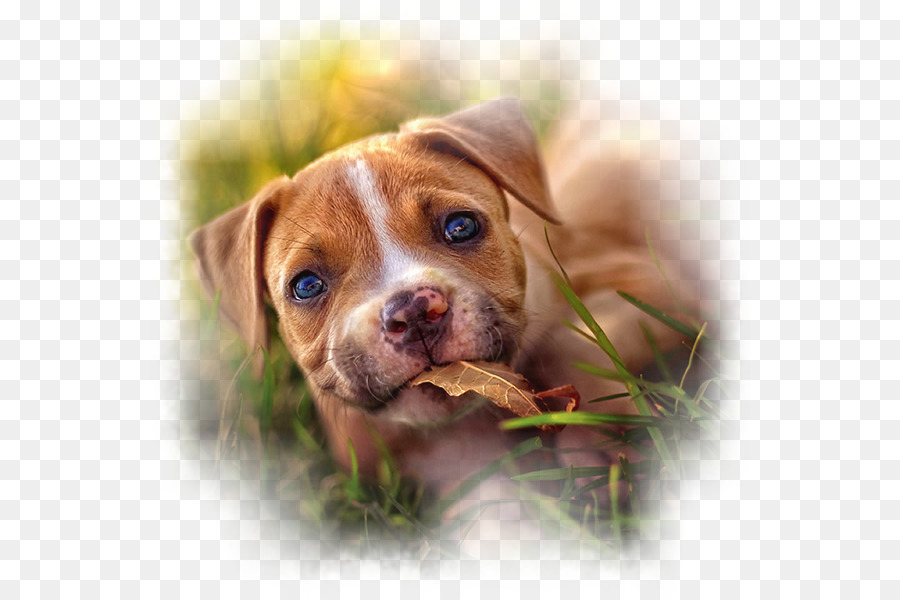 Raza De Perro，Cachorro PNG