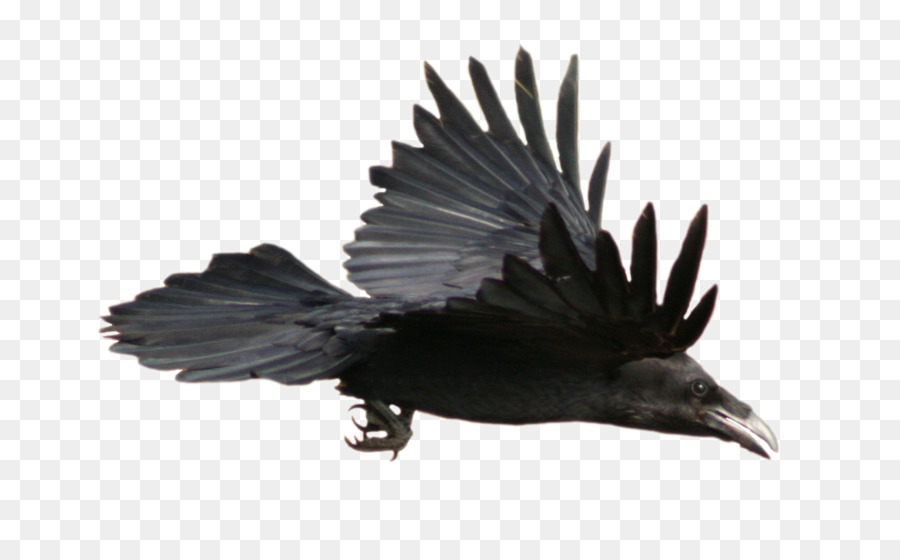 Común Raven，American Cuervo PNG