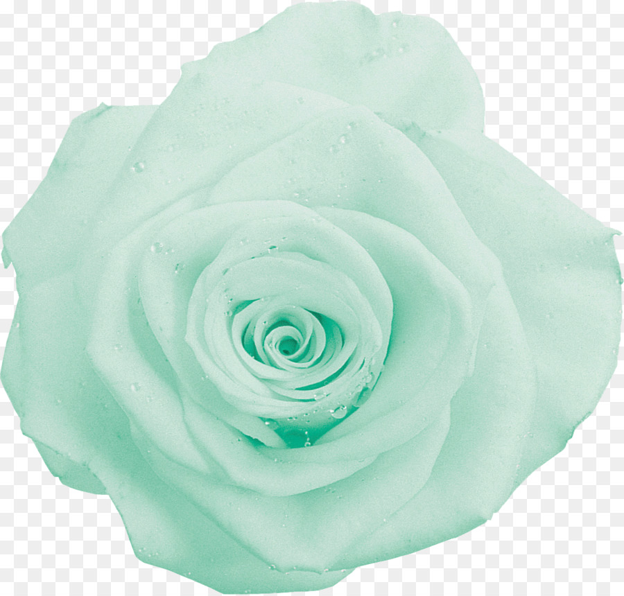 Rosa Verde，Rosa PNG