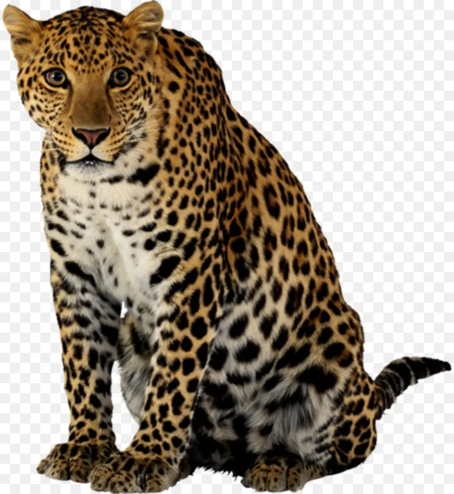 Leopardo，Manchas PNG