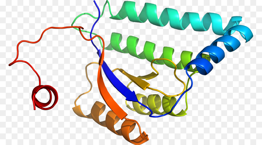 El Cuerpo De La Joyería，Línea PNG