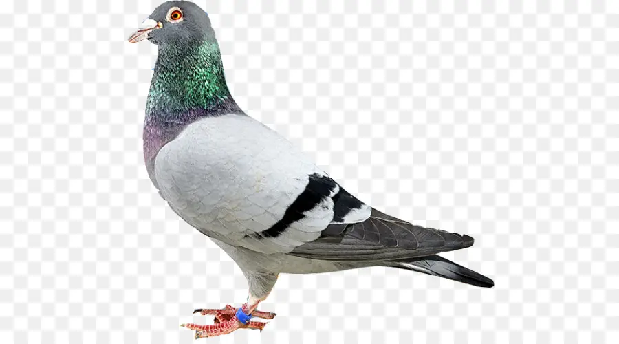 Homing Pigeon，Rock Dove PNG