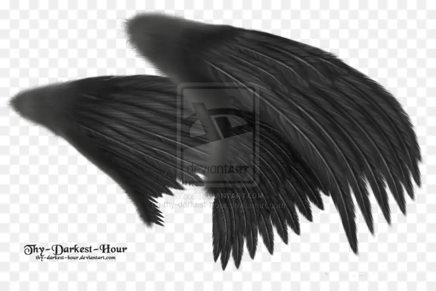 Alas Negras，Plumas PNG