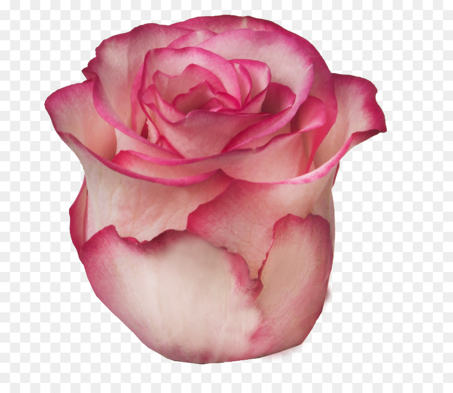 Rosa，Floración PNG