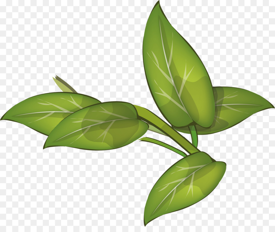 Hojas Verdes，Planta PNG