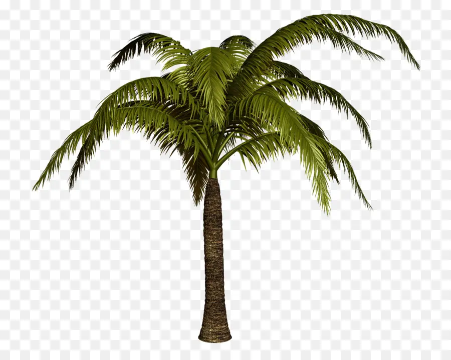 Arecaceae，Árbol PNG