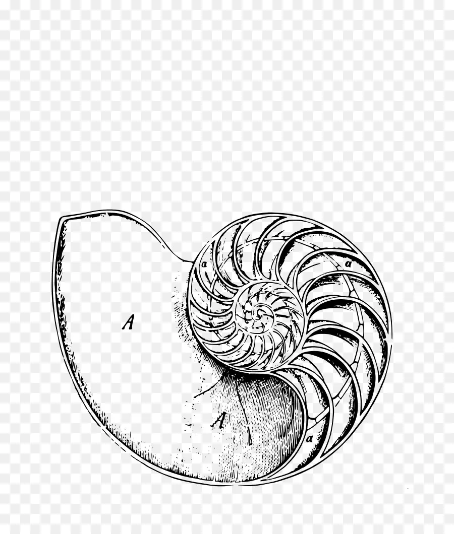 Concha De Nautilo，Mar PNG