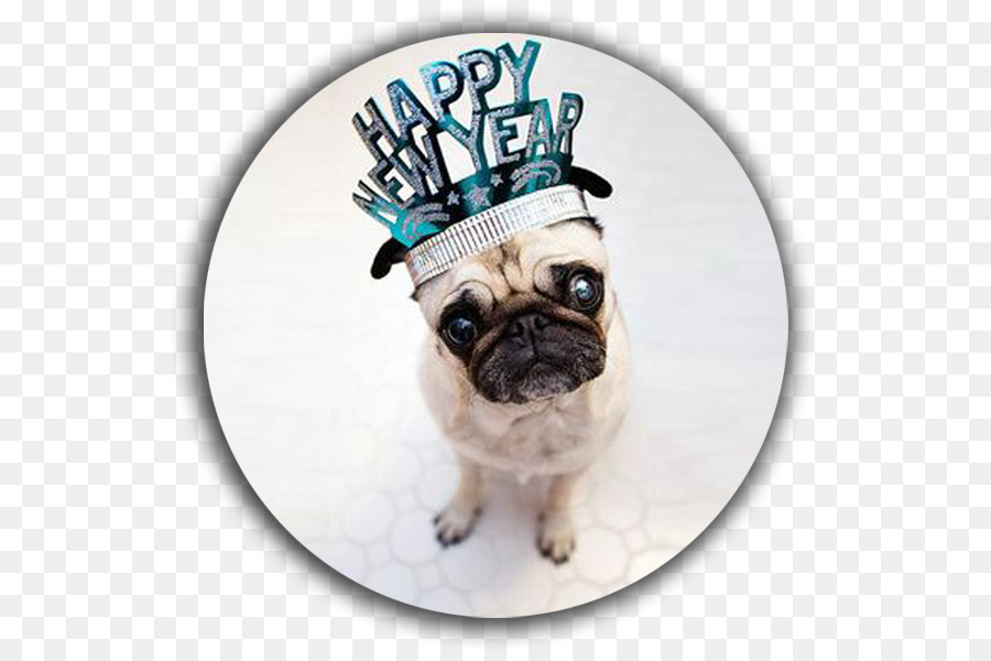 Pug，El Día De Año Nuevo PNG