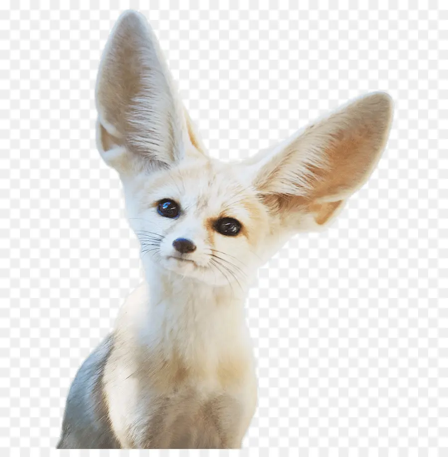 Fox，Fennec Fox PNG