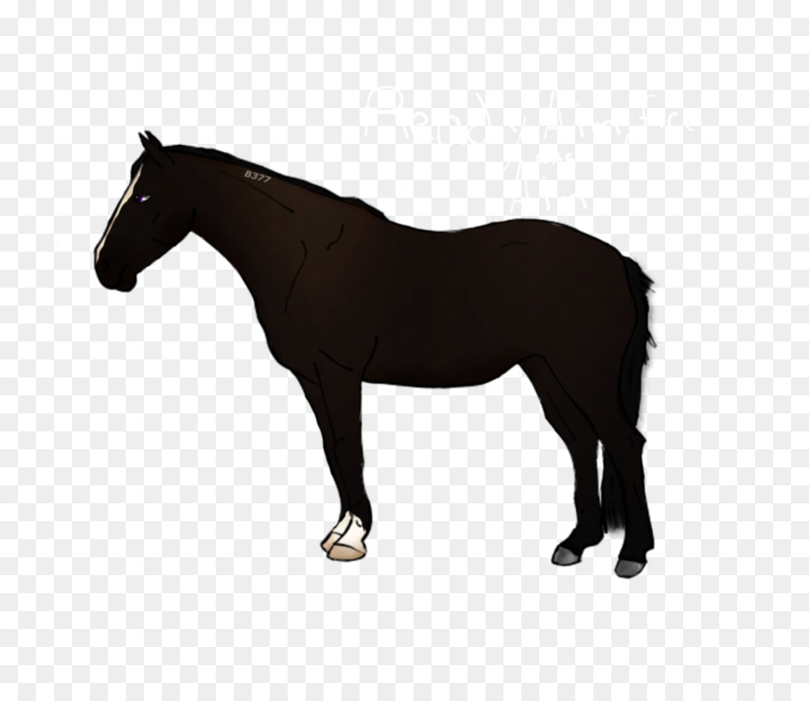 Caballo，Equino PNG