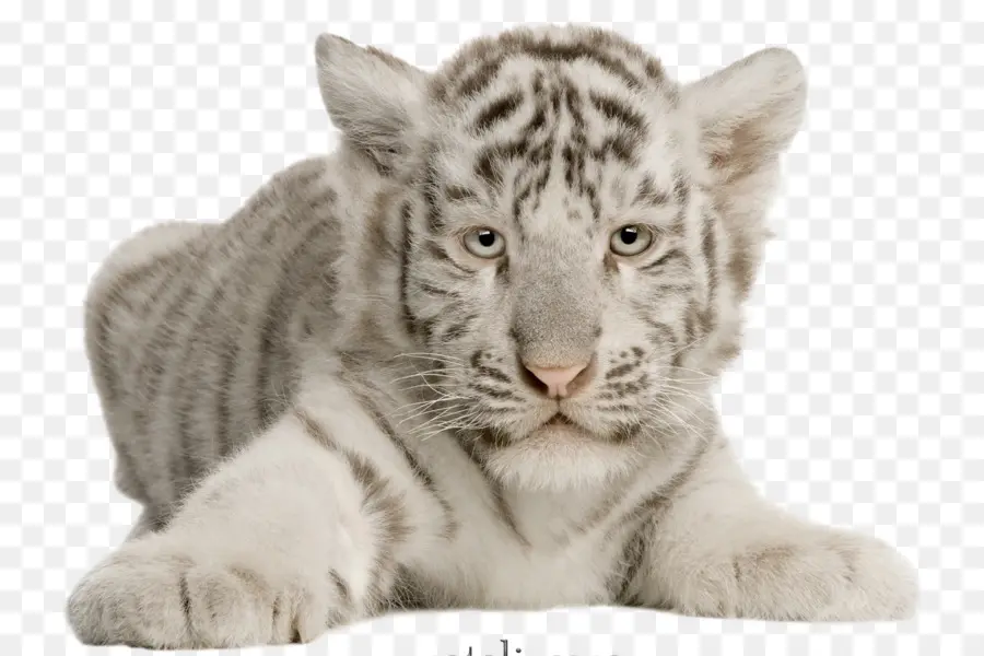 Gato，Felidae PNG