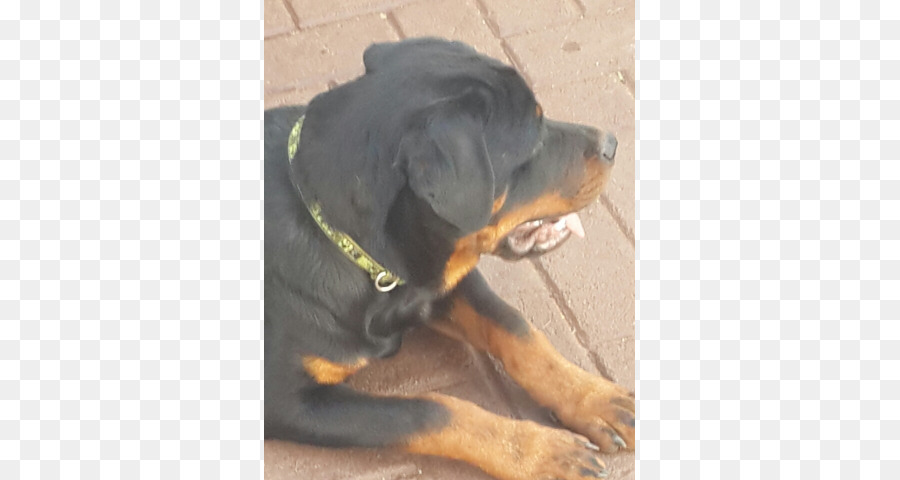Rottweiler，Raza De Perro PNG