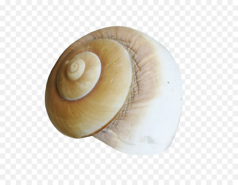 Caracol，Conchology PNG