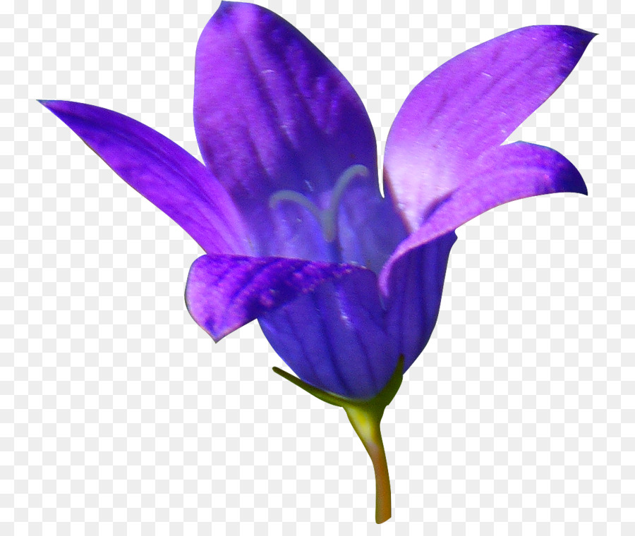 Bellflowers，Flor PNG