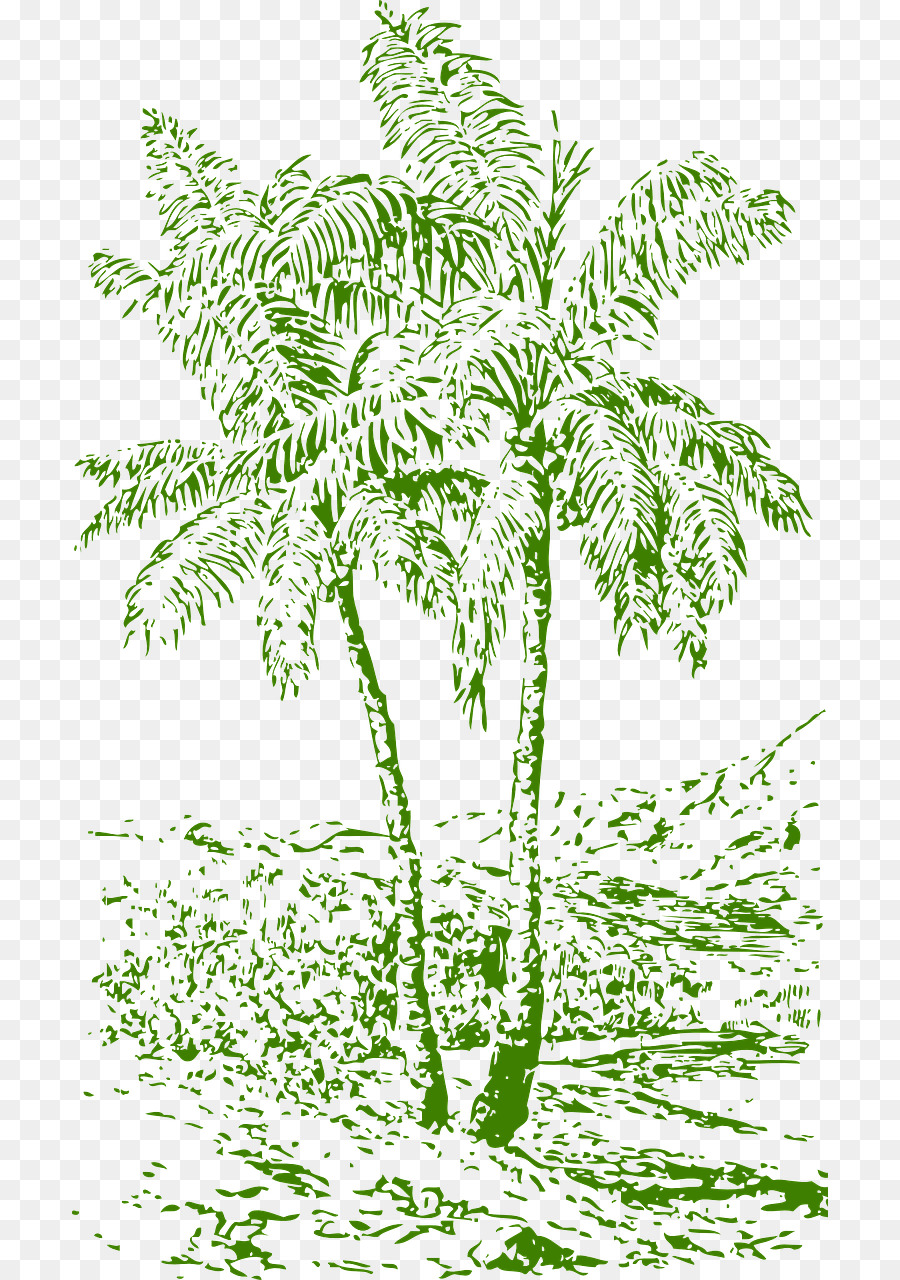 Arecaceae，Dibujo PNG