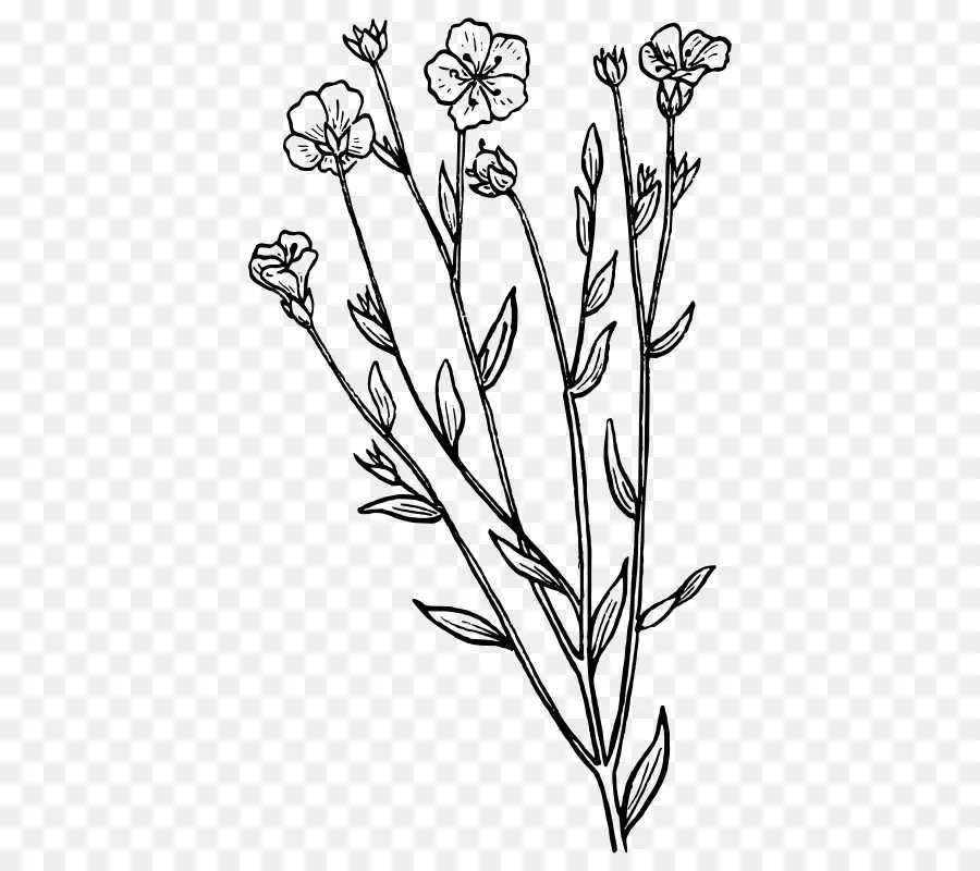 Dibujo De Flores，Botánico PNG