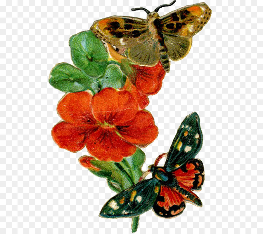 La Mariposa Monarca，En La época Victoriana PNG