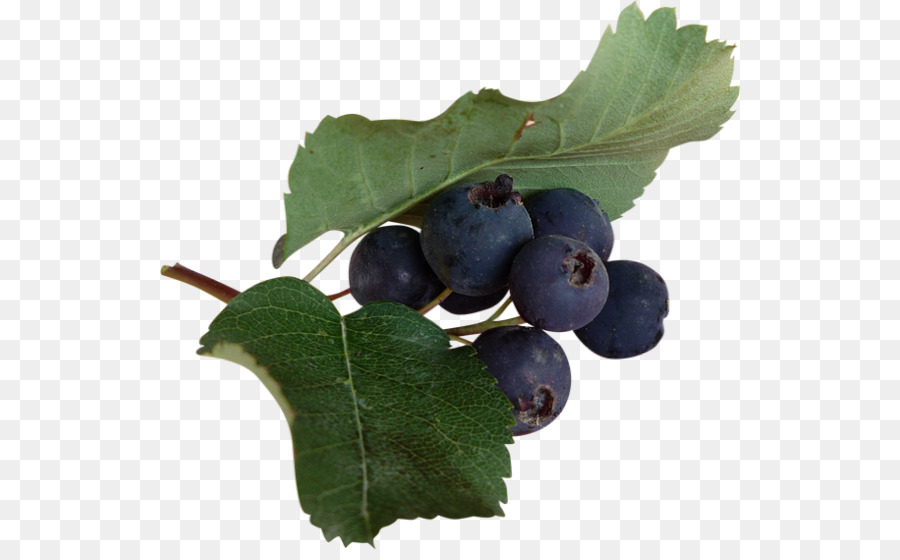 Arándano，Huckleberry PNG