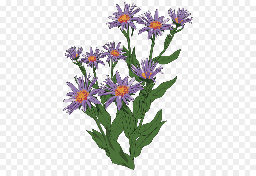 Aster，Aster Pyrenaeus PNG