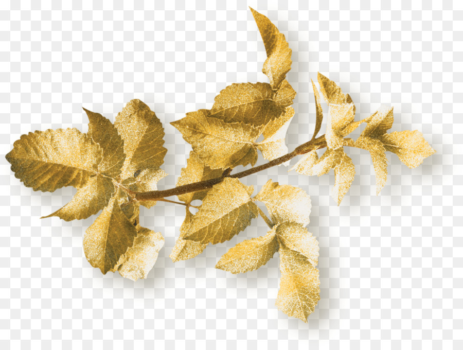 Hoja，Ginkgo Biloba PNG