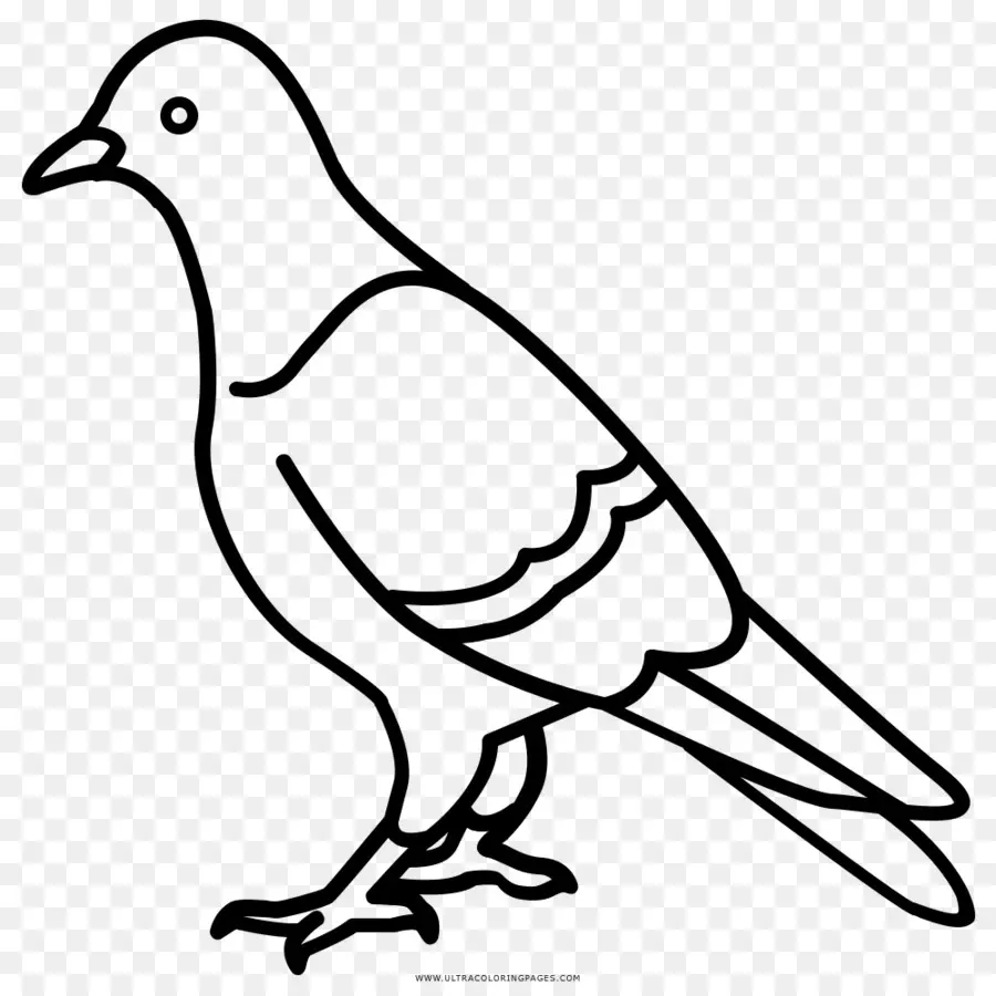 Rock Dove，Columbidae PNG