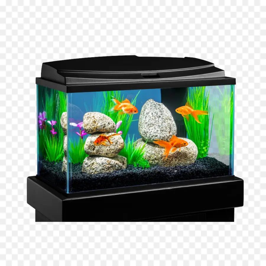 Acuario，Acuarios PNG