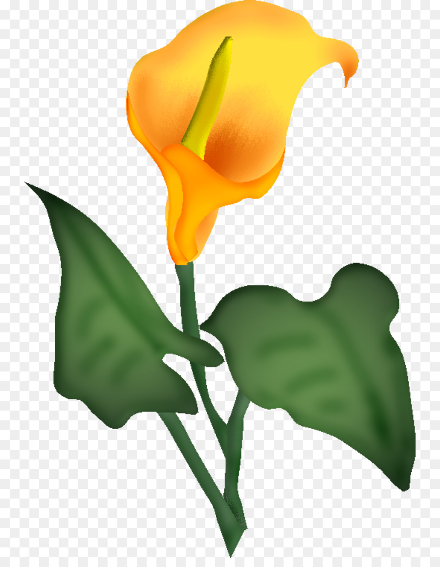 Flor，Blume PNG