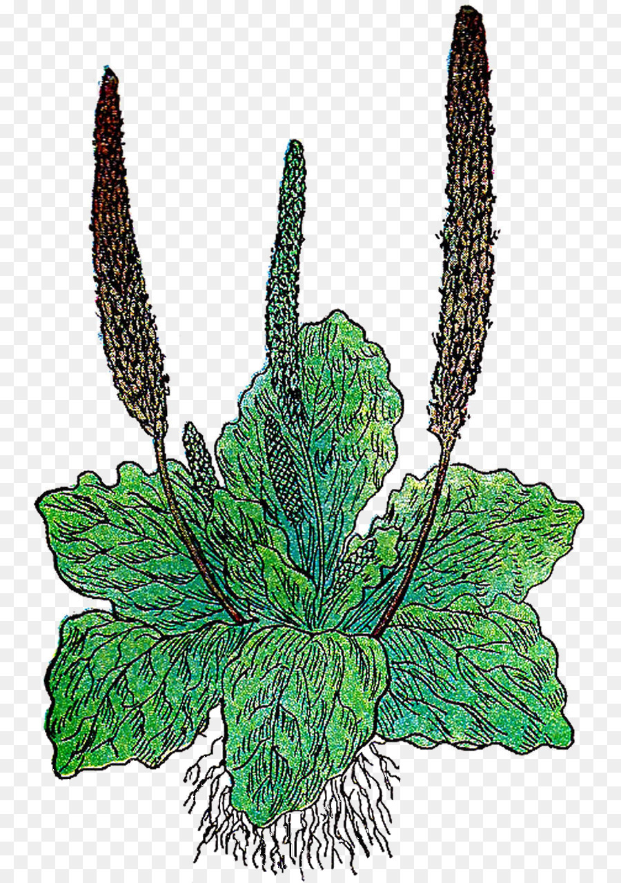 Planta，Hojas PNG