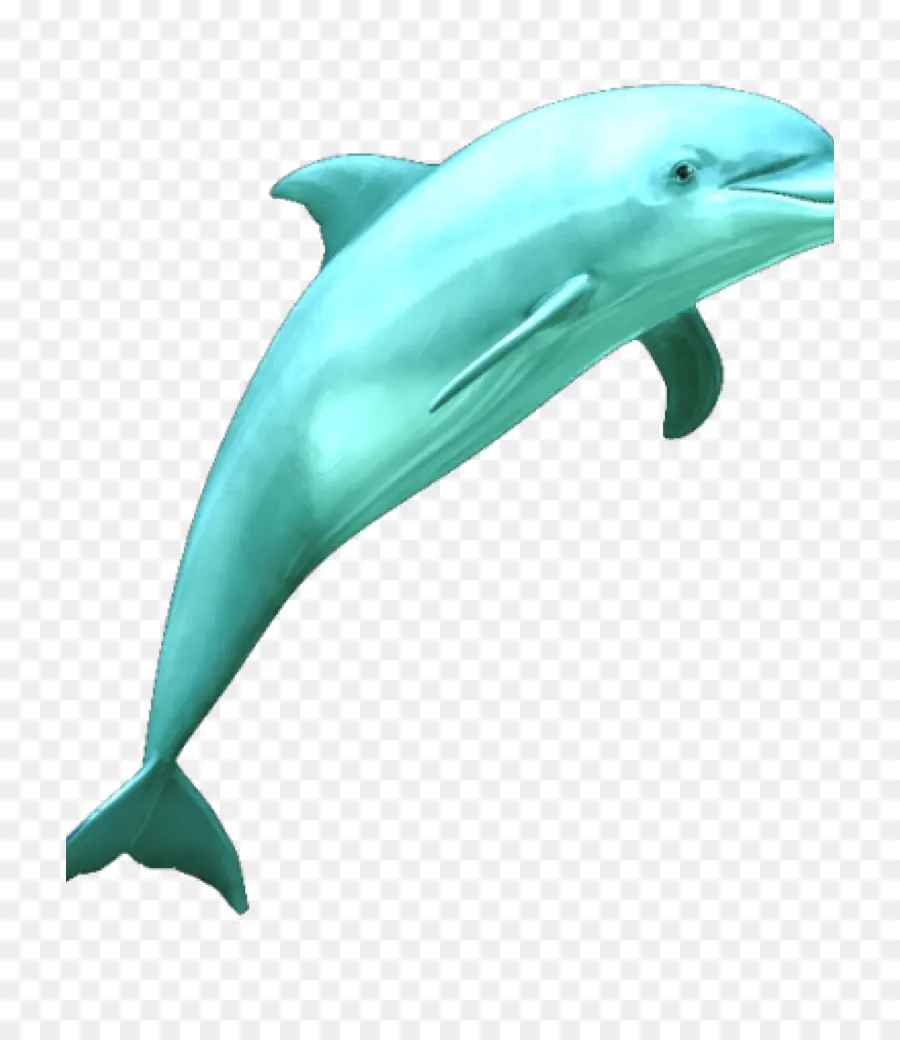 Dolphin，Común Delfín Nariz De Botella PNG