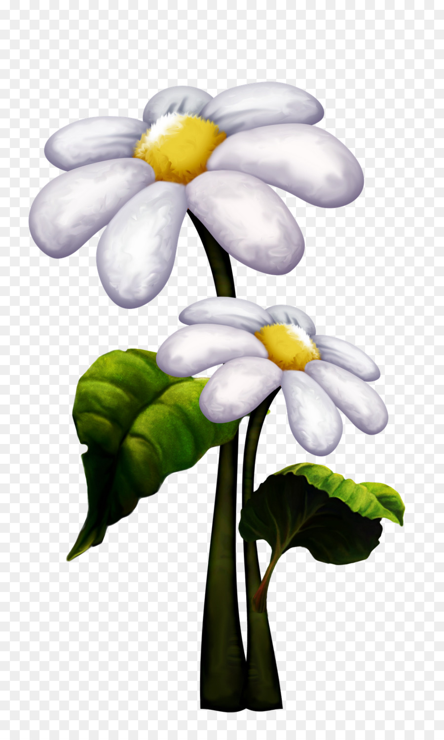 Flores Blancas，Margarita PNG