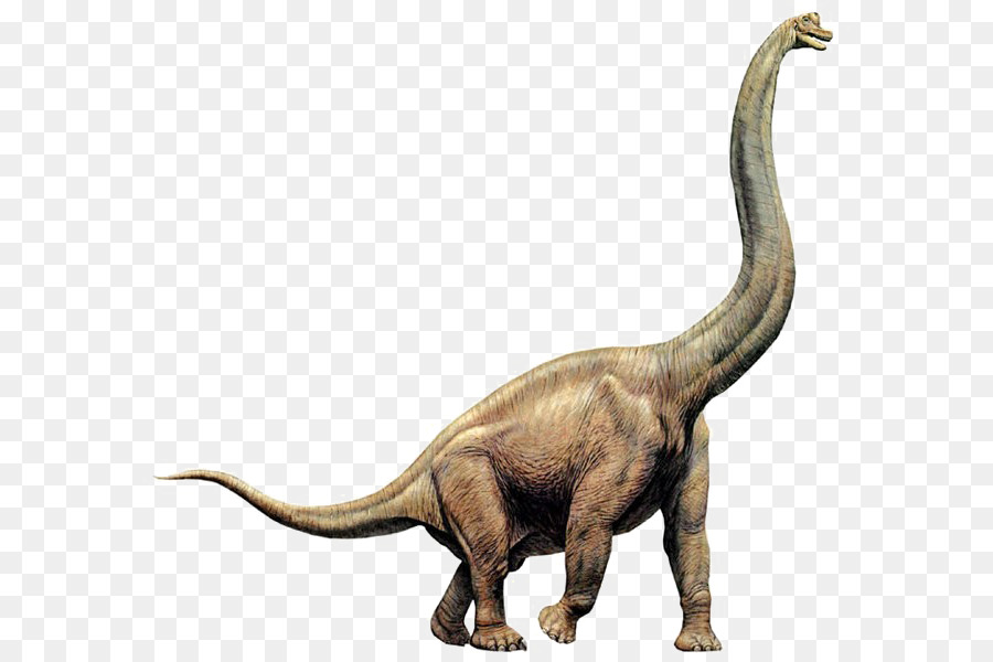 Brachiosaurus，Apatosauro PNG
