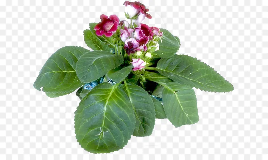 Planta Herbácea，Hierba PNG