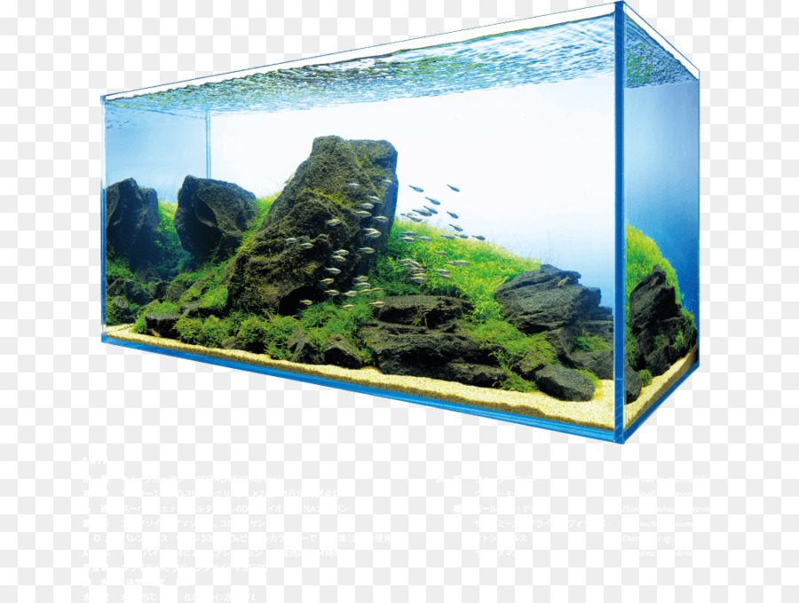 Acuario，Plantas Acuáticas PNG