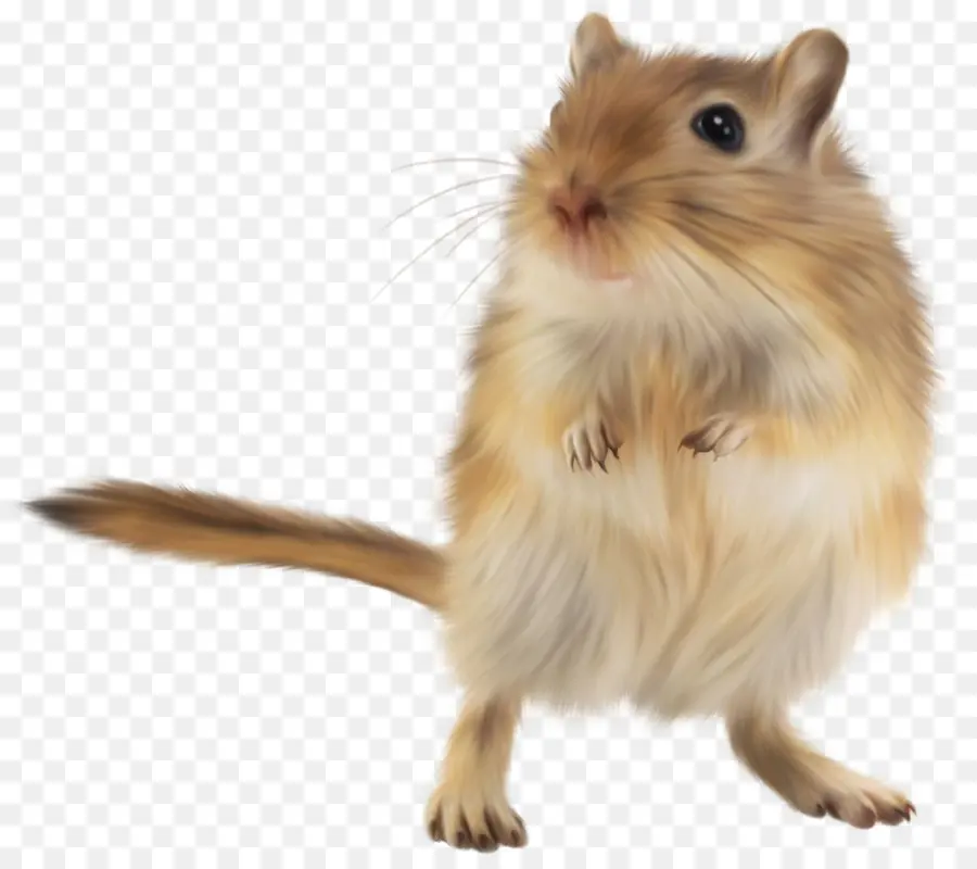 Ratón，Roedor PNG