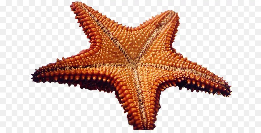 Estrella De Mar，Mar PNG