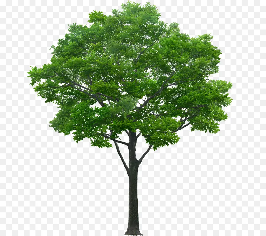 árbol，Una Fotografía De Stock PNG