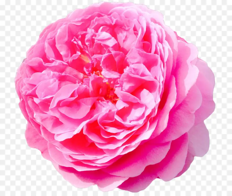 Flor Rosa，Florecer PNG