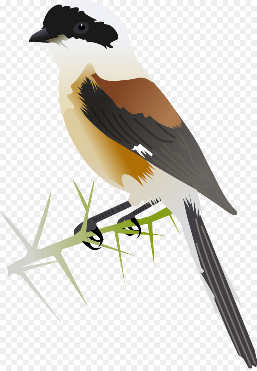 Shrike，Baybacked Shrike PNG