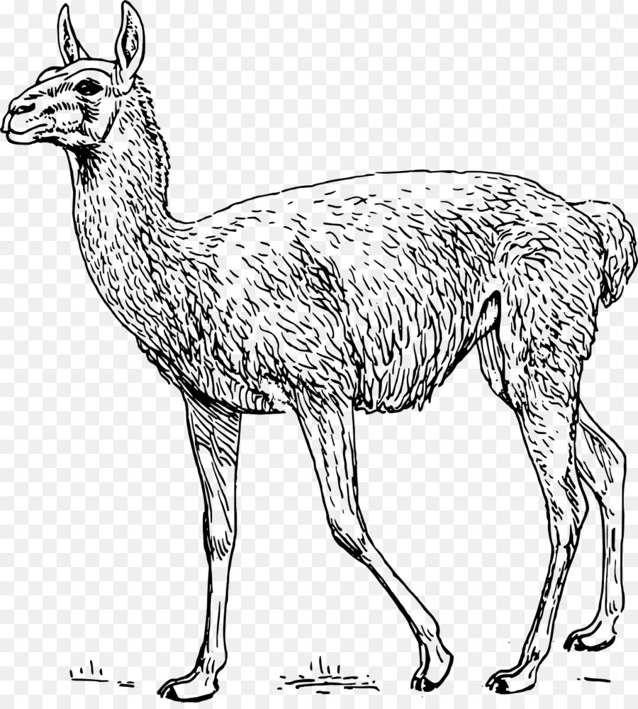 Guanaco，Alpaca PNG