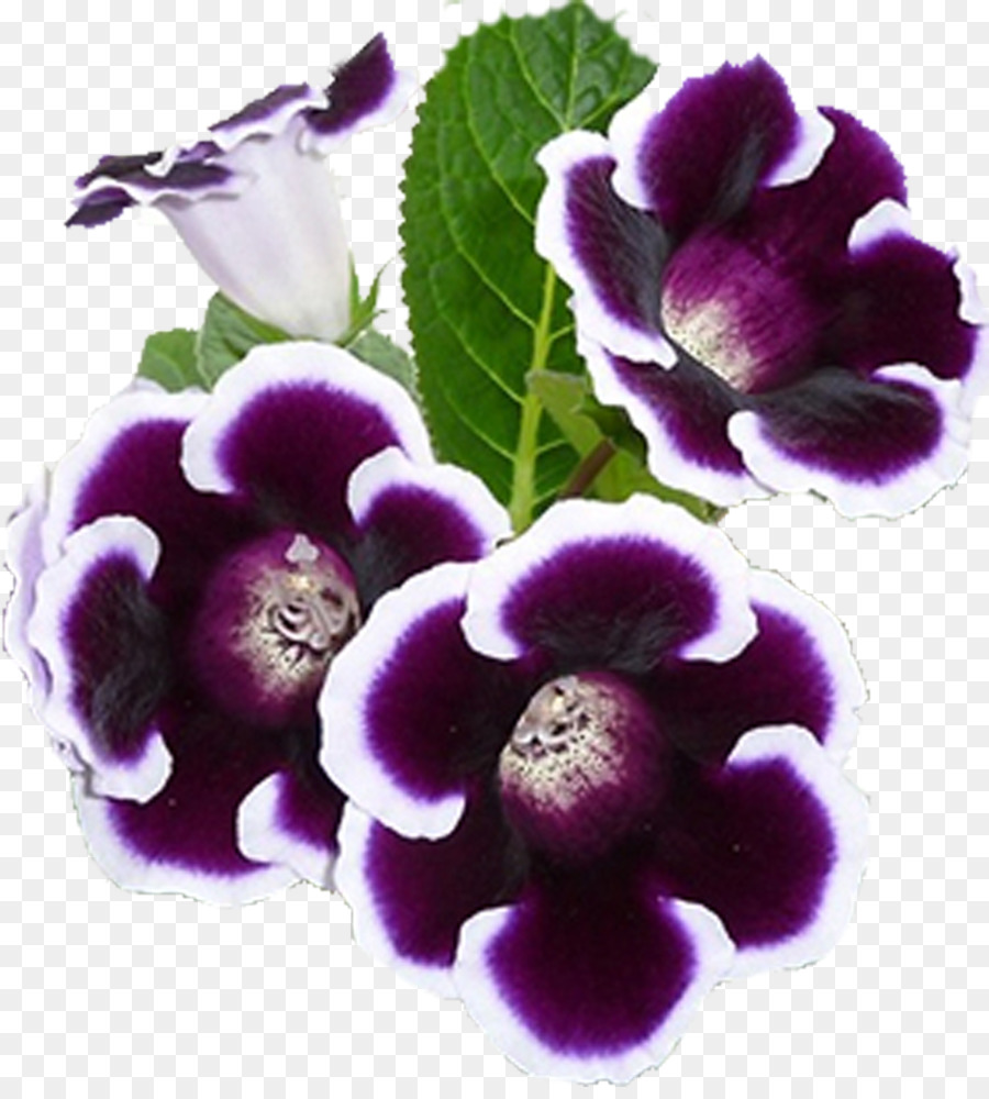 Flores Moradas，Flores PNG