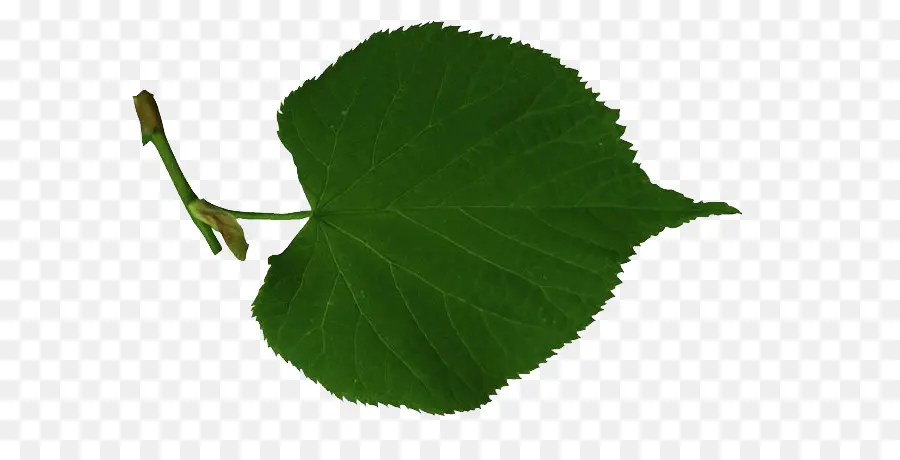 Hoja，árbol PNG