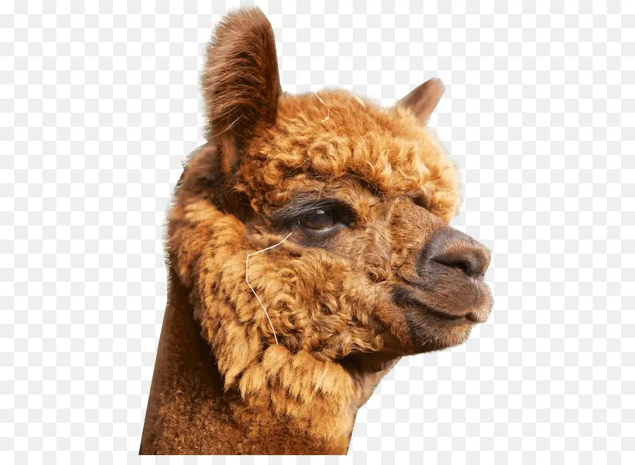 Alpaca，Alpakazuchthof Oberberg PNG