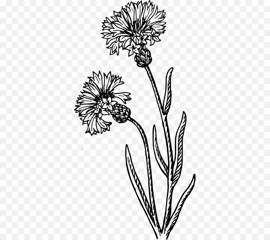 Dibujo De Flores En Blanco Y Negro，Flor PNG