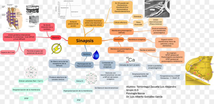 Sinapsis，Neurotransmisor PNG