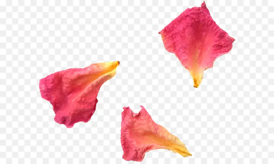 Pétalos De Rosa，Rosa PNG