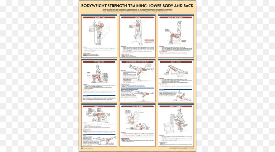 Anatomía De Entrenamiento De Fuerza，Anatomía De Entrenamiento De Fuerza De Peso Corporal PNG